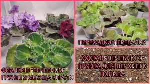 "Лечебный" грунт для верхнего полива. Фиалки в "лечебном" грунте спустя 2 месяца. Пересадка фиалок.