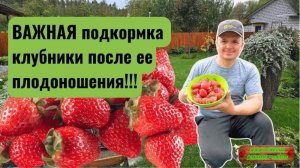 Подкормка клубники после плодоношения(реально помогает!