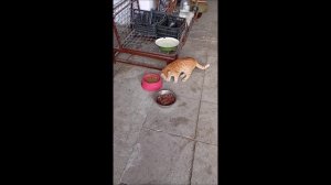 Собака. Кот. Том и Фокс