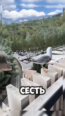Чайки ржут #юмор #shorts #shortvideo #video #развлечения #мем #memes #тренды #животные #Крым #море