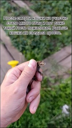 спас ящерку #ящерица #доброта #природа