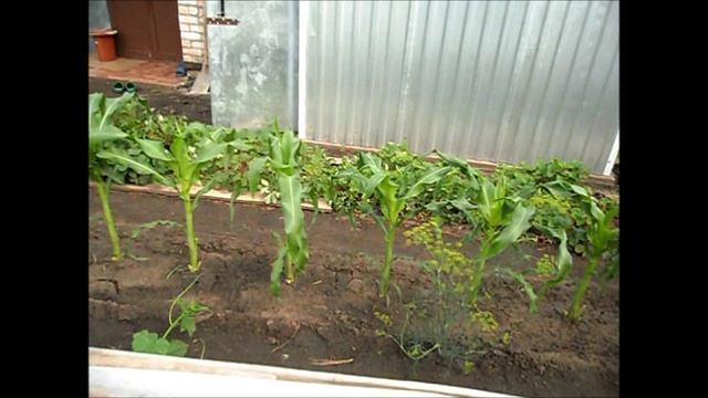 Реакция кукурузы на солнечный свет