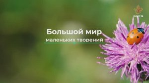 Большой мир маленьких творений | Чудеса сотворения. Мир насекомых