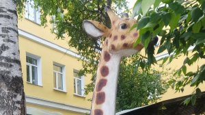 у зебры пропала мордашка