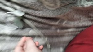 furby 2012года у меня!!!🤯🤯🤯🥳🥳🥳