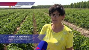 Плантации клубники в Шатковском округе