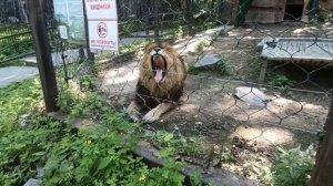 Хабаровск 26.06.2025 Зоопарк .ЛЕВ
