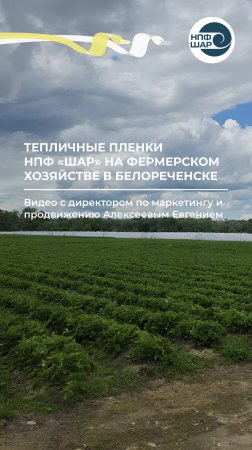 Тепличные пленки НПФ «Шар» на фермерском хозяйстве в Белореченске! 🌤️🍓