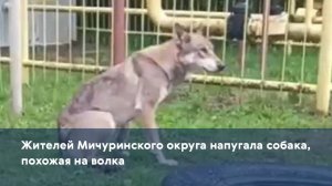 Жителей Мичуринского округа напугала собака, похожая на волка