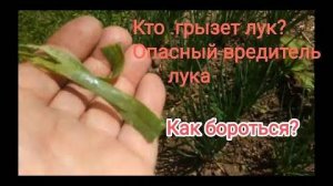 Лук желтеет,на пере полосы и погрызы.Кто повреждает перья у лука?Луковая моль.Борьба без химии