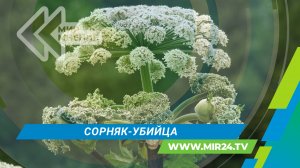 Чем опасен борщевик и какие средства защиты от него используют?