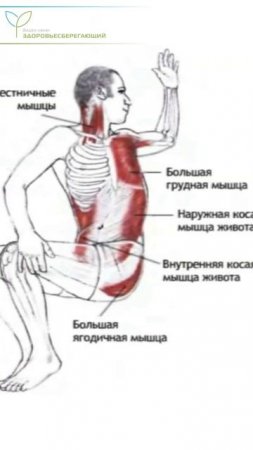 Как быстро успокоить боль в пояснице: это упражнение снимает спазм