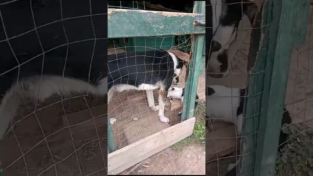 Малыш и Масяня.mp4