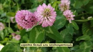 Клевер луговой (титры, зак. текст + музыка) Рубрика "Расскажите детям"