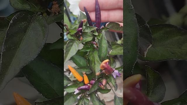Перчик декоративный  "Северное сияние "!