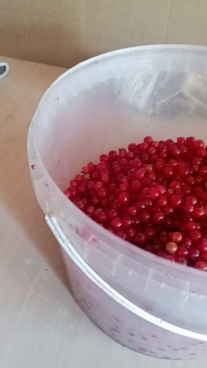 смородина