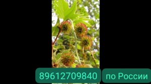 Платан,🌳Динозавр доживший до наших времён 🙌