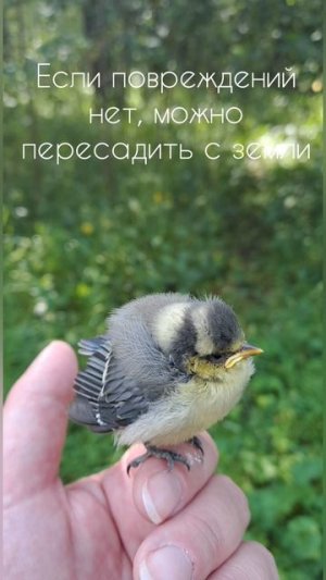 Слёток лазоревки