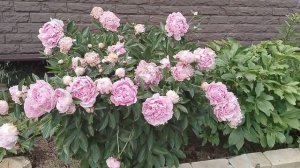Пион 'Сара Бернар' (Sarah Bernhardt) в нашем саду 2025