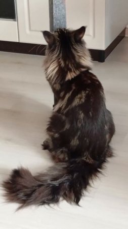 АРЧИ НА ПИЛОНЕ#МЕЙНКУН#котенок#