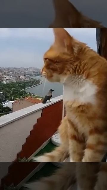 Душевный разговор 🤣