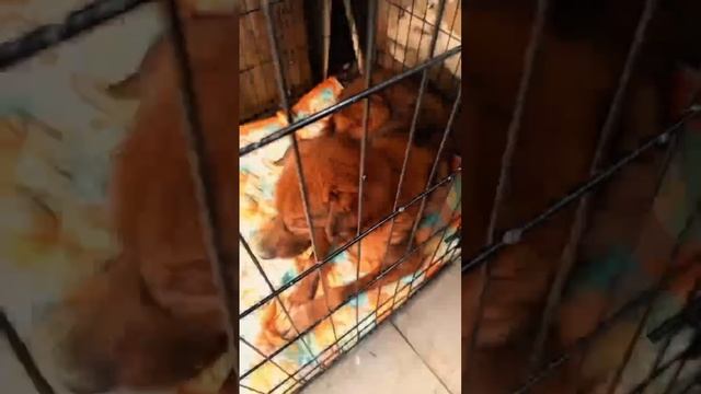 Пёс, который верит в чудо... | Тедди