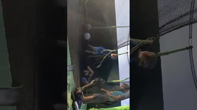 батут
