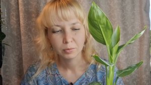 Уход за стрелицией, пересадка