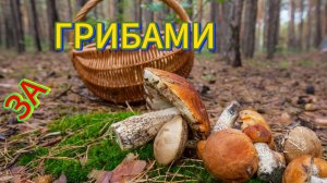 🚗Поездка в🏕лес за🍄🟫ГРИБАМИ🍄#загрибами #влесзагрибами #влесу #грибы #владимирскаяобласть