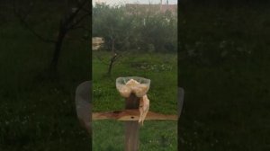 птици