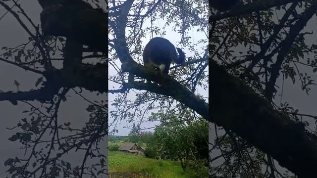 кошка гуляет на даче