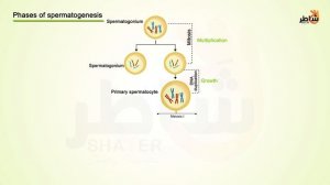 Chap1.doc4_ Spermatogenesis