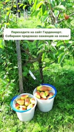 Урожай, который не помещается в ведра