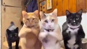 Котики