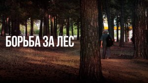 Получится ли у общественников Читы, спасти оставшийся в черте города лес?