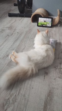 Кот Стёпа Птичку жалко Не поймал