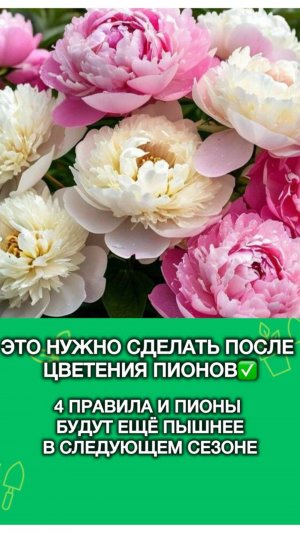 Это обязательно нужно сделать после цветения пионов✅🌸