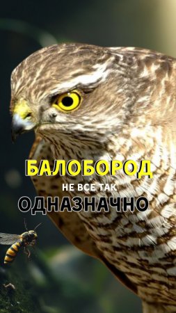 🦅 Ястреб - улья защитить невозможно🐝🔥.mp4