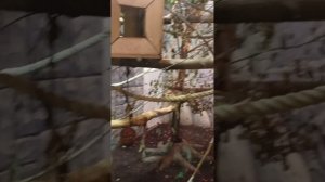 А что в вольере для обезьян делают обыкновенные ( или необыкновенные?) мыши? 🧐