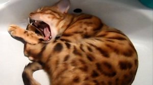 Саймон дрыхнет в раковине 😸.mp4