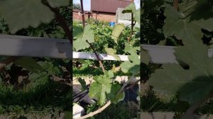 07.07.2025 подкормка винограда по листу