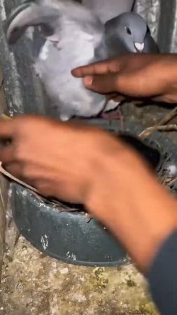 Бэби голуби существуют, хоть никто их и не видел  #pigeons  #pigeon