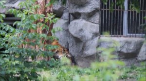 Амурская тигрица Уссури вышла пообщаться с Максимусом, попила воды и ушла в берлогу 07.07.2025