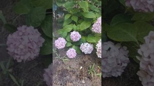 Гортензия розовая