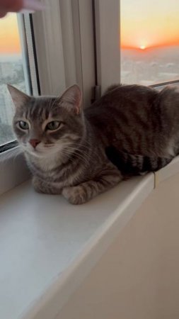 Котик смотрит в окошко 🐱