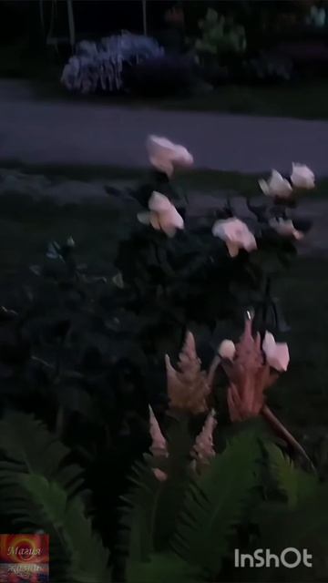 Сад ночью🌛✨✨✨🌸🌺🌻🌹🌷🌼💐