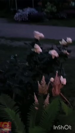 Сад ночью🌛✨✨✨🌸🌺🌻🌹🌷🌼💐
