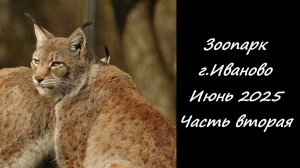Зоопарк г.Иваново. Июнь 2025. Часть вторая