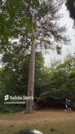 Музей деревьев в Англии. Arley Arboretum.