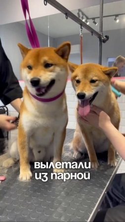 Вот такие душечки после...
